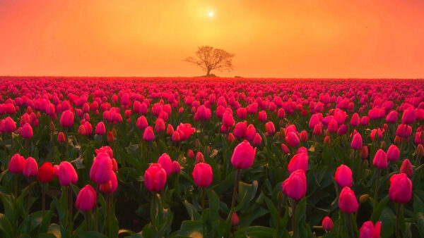 Wallpaper Green, Leaves, Field, Plants, Pink, During, Tulip, Sunrise, Flowers