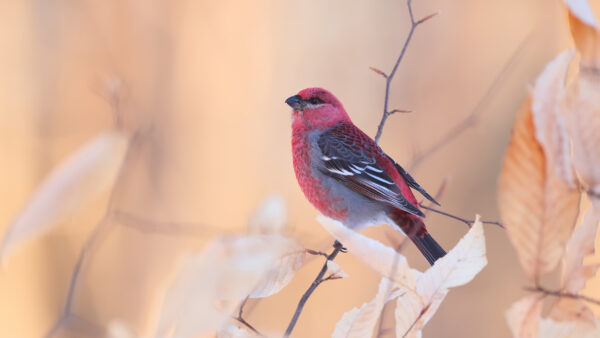 Wallpaper Blur, Grosbeak, Birds, Bird, Pine, Red, Black, Background
