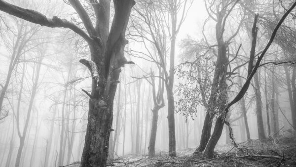 Wallpaper Forest, Fog, Trees, Covered, Winter