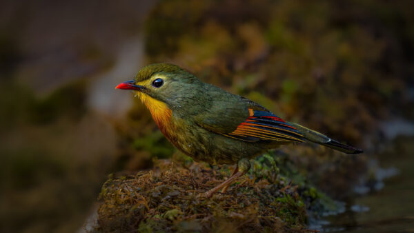 Wallpaper Birds, Leiothrix, Covered, Algae, Stone, Red-billed, Standing, Bird