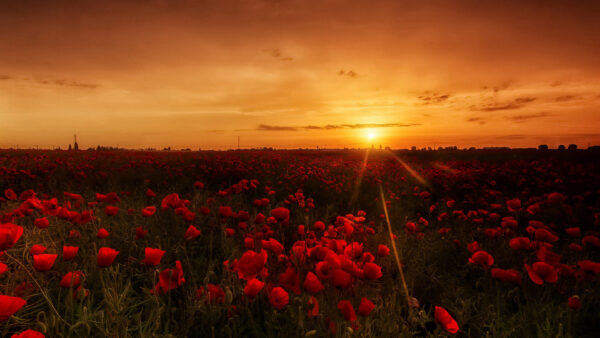 Wallpaper Red, Poppy, Sunrise, During, Sky, Summer, Under, Flowers, Common, Yellow