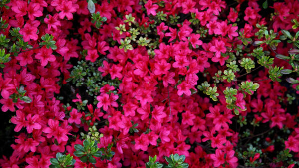 Wallpaper Flowers, Leaves, Pink, Green, Blossom, Azalea, With