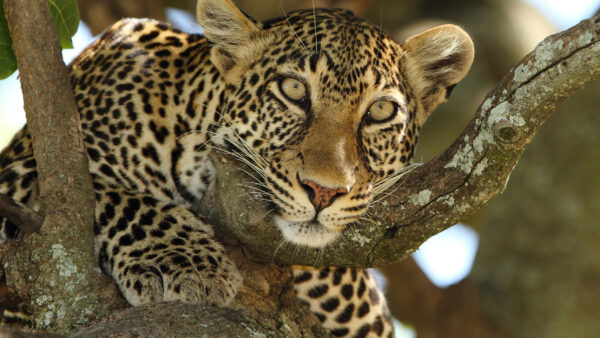 Wallpaper Branches, Stare, Look, Tree, Sitting, With, View, Closeup, Jaguar