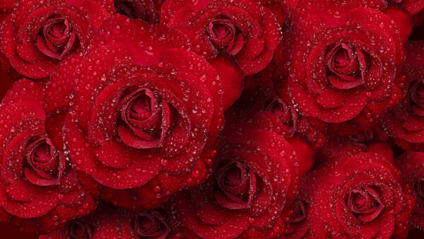 Wallpaper Flowers, Red, Buds, Drops, With, Dark, Roses, Water