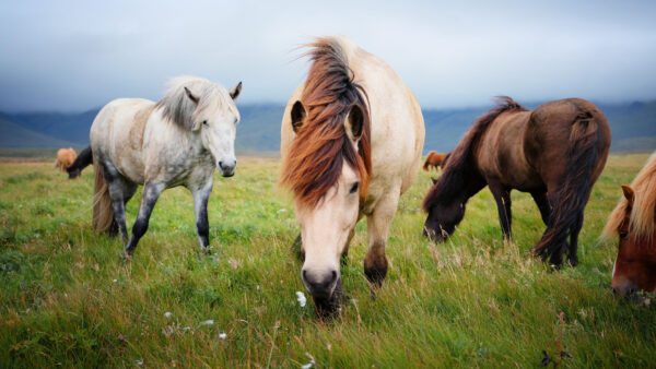 Wallpaper Horses, Are, Mobile, Sky, Standing, Horse, Grass, Background, White, Blur, Green, Eating, Desktop, Brown