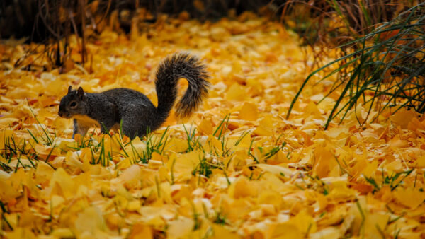 Wallpaper Fur, Leaves, Sitting, Yellow, Autumn, Squirrel, Black