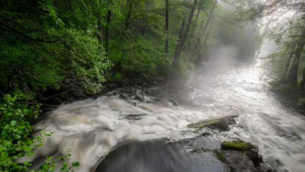 Wallpaper Green, Between, Stream, During, Thick, Daytime, Nature, Forest, Water, Waterfalls, Trees