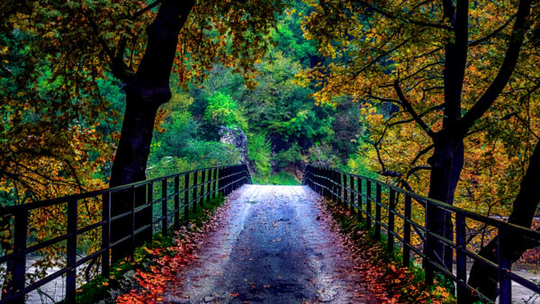 Wallpaper Colorful, Forest, Beautiful, Between, Trees, Towards, Bridge, Autumn, Nature