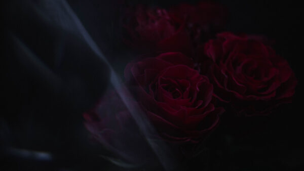 Wallpaper Flowers, Roses, Red, Background, Dark, Petals