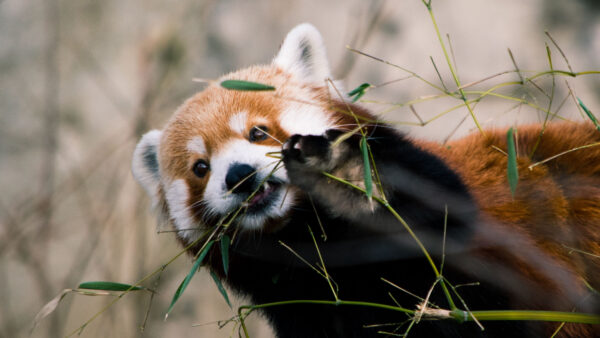 Wallpaper Blur, Panda, Background, Brown, Grass, Black, Green, Standing, Eating