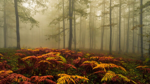 Wallpaper Ferns, Plants, Mist, Forest, Foggy, Trees, Autumn, Colorful, Nature