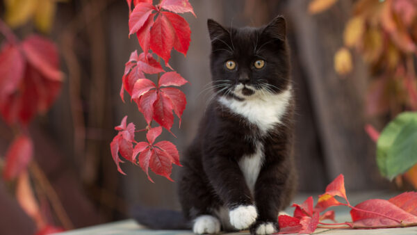 Wallpaper Tree, Black, Sitting, Trunk, Cat, Kitten, Background, White, Autumn, Leaves