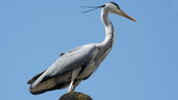 Wallpaper Heron, Birds, Under, Blue, Sky, Rock, Standing, Bird