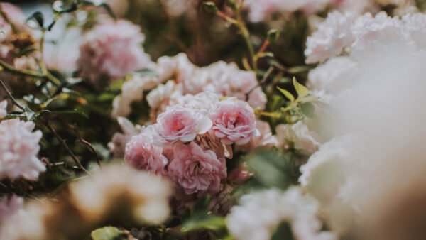 Wallpaper Pink, Blur, Background, Light, Plants, Buds, Flowers, Roses, Bush