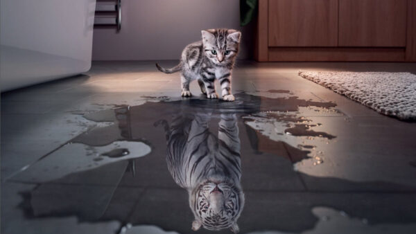 Wallpaper Image, Water, Cat, White, Floor, Kitten, Funny, Tiger