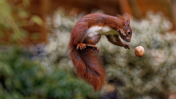 Wallpaper Bokeh, White, High, Squirrel, Background, Jumping, Brown, Blur