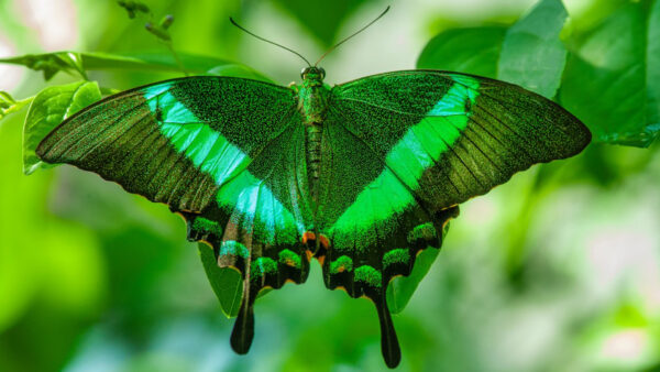 Wallpaper Black, Background, Closeup, Blur, Green, Beautiful, Butterfly, View