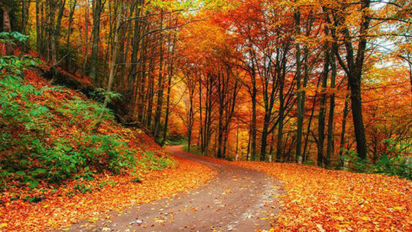 Wallpaper Turn, Road, Colorful, Leaves, Autumn, Forest, Trees, Between