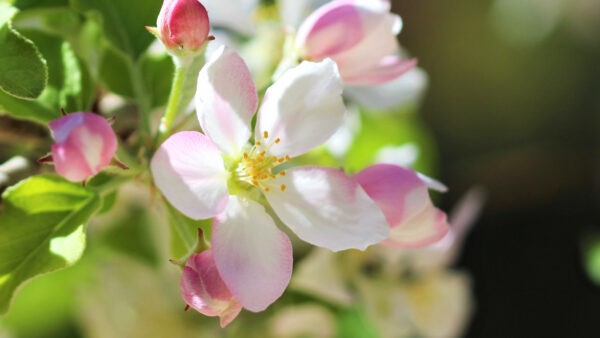 Wallpaper Flowers, Petals, Mobile, Blur, Desktop, Apple, White, Tree, Pink, Background