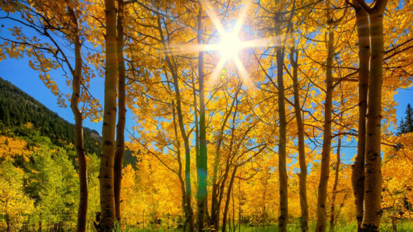 Wallpaper Background, Leafed, Trees, Blue, Light, Autumn, Sky, Spring, Forest, Rays, Nature, Yellow