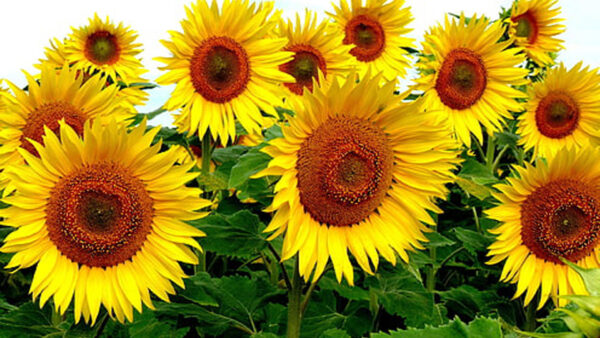 Wallpaper Sunflowers, View, Sunflower, Closeup, Yellow