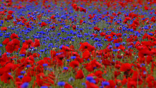 Wallpaper Field, Common, Poppy, Blue, Red, Flowers