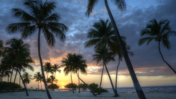 Wallpaper Under, Sunset, Blue, Beach, Trees, Sky, Nature, Palm, Sand, During, Clouds, Black