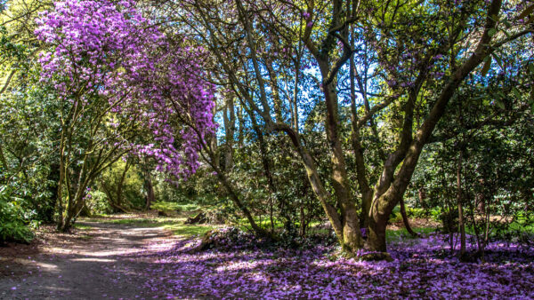 Wallpaper Trees, Sky, Background, Flowers, Leaves, Purple, Blue, Green, Nature