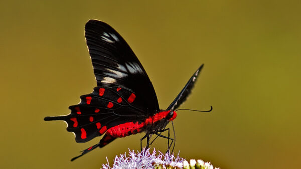 Wallpaper Dots, Rose, Green, Red, Black, Blur, Background, Butterfly, Design, Crimson