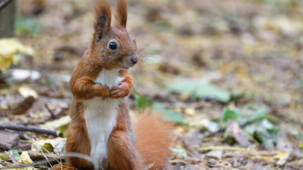 Wallpaper Leaves, Blur, Background, Squirrel, White, Dry, Brown, Fur, Standing