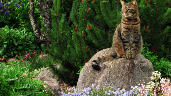 Wallpaper Brown, Sitting, Background, Black, Plants, Cat, Rock, Bushes, Stone, Green