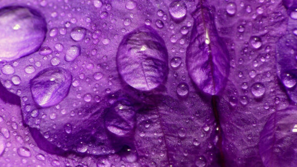 Wallpaper Petals, Purple, Drops, Flower, Water