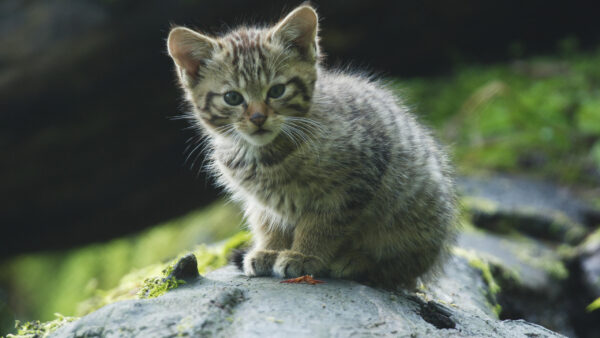 Wallpaper Sitting, Background, Rock, White, Black, Green, Cute, Cat, Kitten, Blur