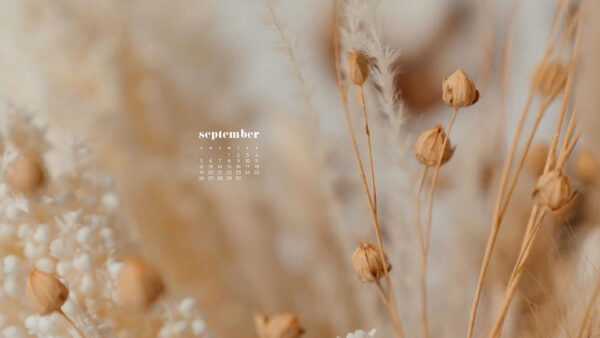 Wallpaper Buds, Calendar, September, Background, Flowers