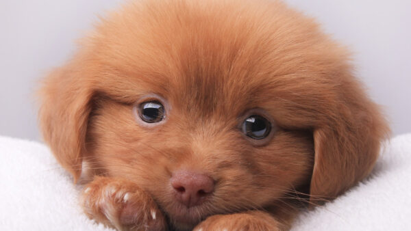 Wallpaper Puppy, Pet, Brown, Dog, Funny, Face