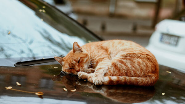 Wallpaper Cat, Background, Blur, Car, Funny, Sleeping