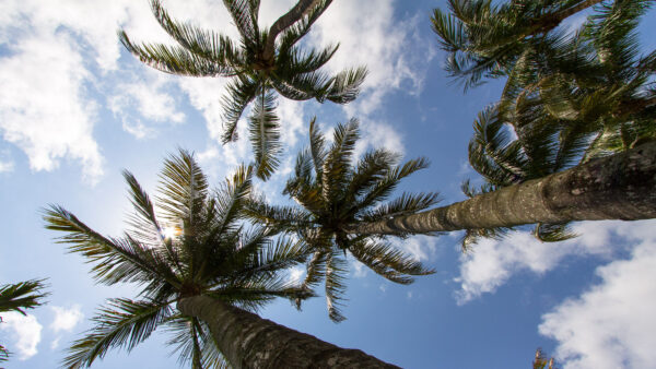 Wallpaper View, Blue, Sky, Nature, Clouds, During, Bottom, Branches, Under, Palm, Daytime, Trees