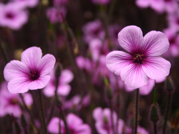 Wallpaper Flowers, Purple