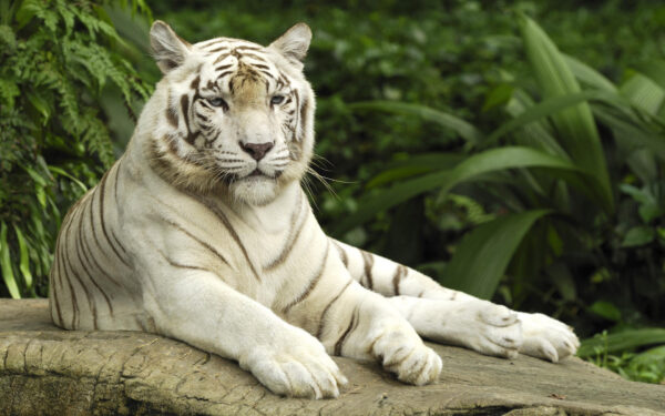 Wallpaper Tiger, Panthera, Tigris, Singapore