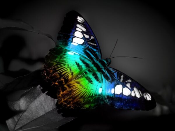Wallpaper Butterfly, Colorful