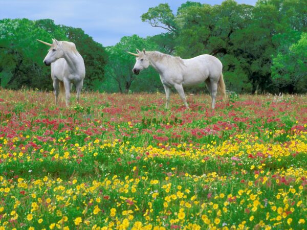 Wallpaper Magic, Horses