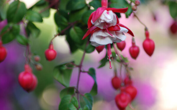 Wallpaper Flowers, Heart