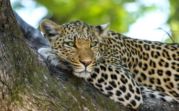 Wallpaper Leopard