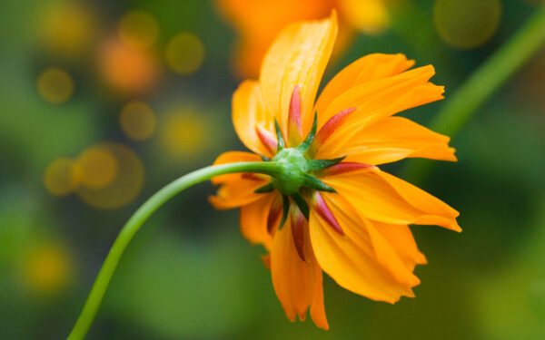 Wallpaper Orange, Daisy