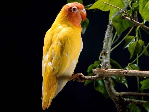 Wallpaper Parrot, Yellow