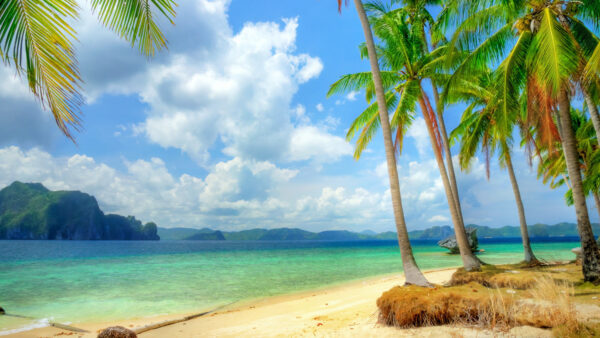 Wallpaper With, Landscape, Green, Mountain, Covered, Sand, Trees, Sea, Mobile, Middle, Beach, Desktop, The, Coconut