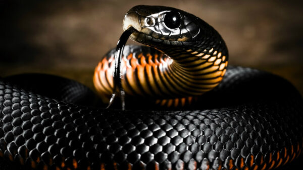 Wallpaper Desktop, Black, Tongue, With, Snake, Animals, Yellow, Mobile, And, Long