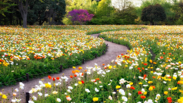 Wallpaper Field, Garden, Flowers, Poppy, Colorful, Spring