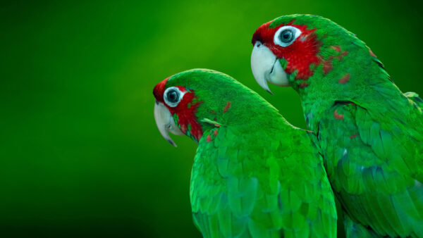 Wallpaper Parrots, Red, Background, Green, Birds
