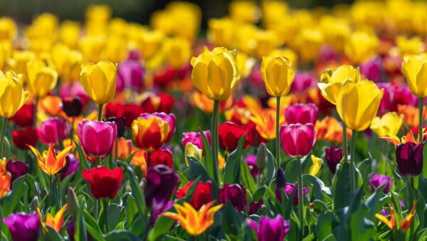 Wallpaper Spring, Background, Field, Flowers, Mobile, Desktop, Purple, Pink, Blur, Yellow, Tulip
